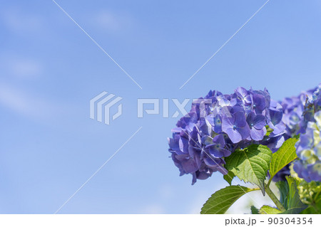 紫陽花と青空 90304354