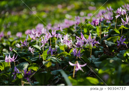 みかも山のカタクリの花の群生　杤木市　栃木県　日本 90304737