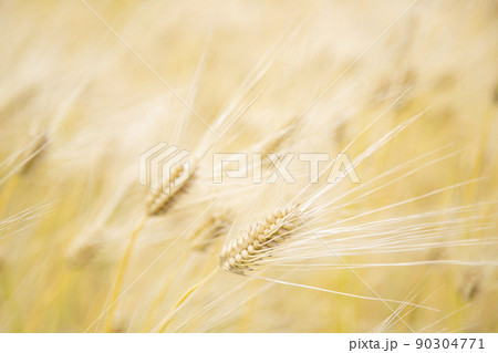 麦畑 むぎ 大麦 麦畑 むぎ 大麦 90304771