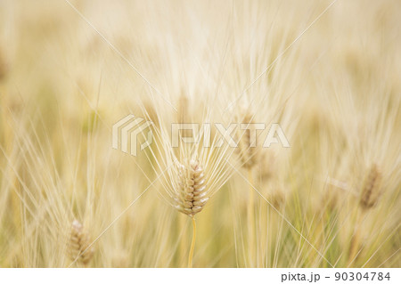 麦畑 むぎ 大麦 麦畑 むぎ 大麦 90304784