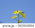 菜花19 90304904