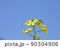菜花20 90304906
