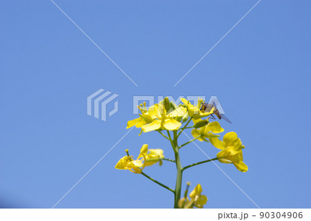 菜花20 90304906