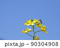 菜花21 90304908