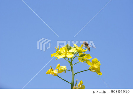 菜花22 90304910