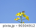 菜花23 90304912