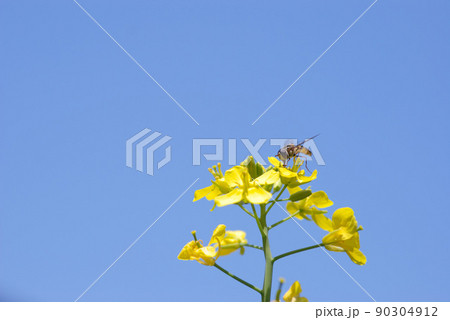 菜花23 90304912