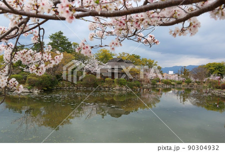 草場川の桜が満開 90304932