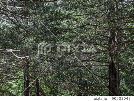 密集した自然 密集した自然 90305042