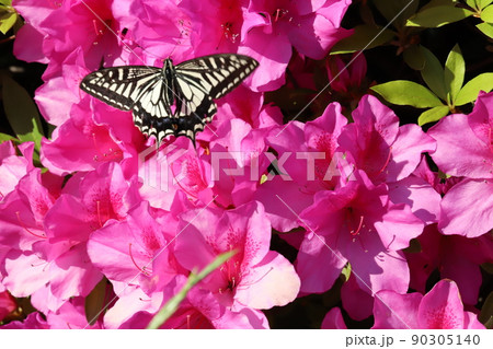 春の日本の庭に咲くピンク色のツツジの花の蜜を吸うアゲハチョウ 春の日本の庭に咲くピンク色のツツジの花の蜜を吸うアゲハチョウ 90305140
