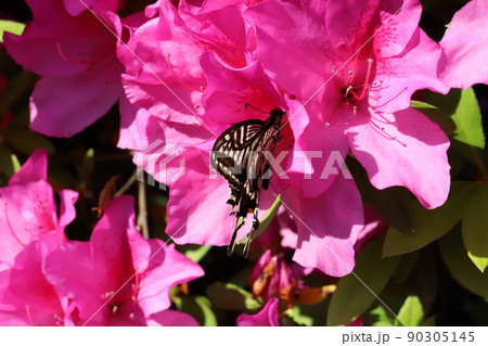 春の日本の庭に咲くピンク色のツツジの花の蜜を吸うアゲハチョウ 90305145