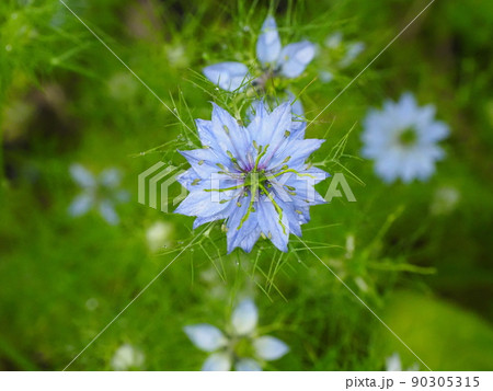 ニゲラ ニゲラ 90305315