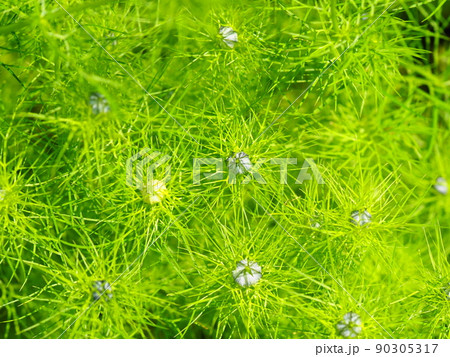 ニゲラのつぼみ 90305317