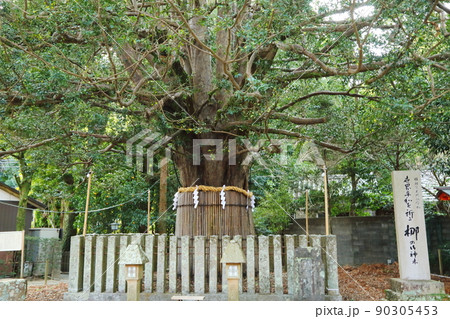 熊野速玉大社の梛の木 90305453