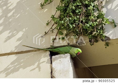 Indian rose-ringed parakeet Indian rose-ringed parakeet 90305525