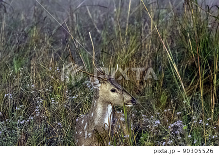 Portrait of young male chital or cheetal Portrait of young male chital or cheetal 90305526