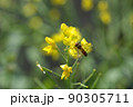 菜花24 90305711