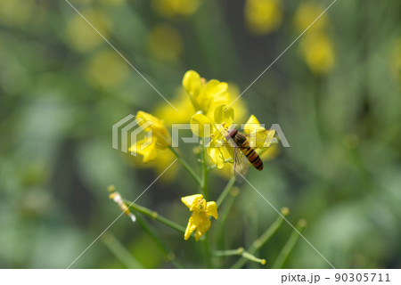 菜花24 90305711