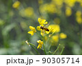 菜花25 90305714