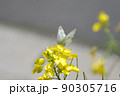 菜花26 90305716
