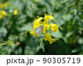 菜花27 90305719
