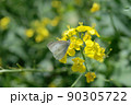 菜花28 90305722