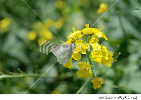 菜花28 90305722