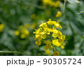 菜花29 90305724