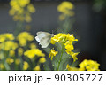 菜花30 90305727