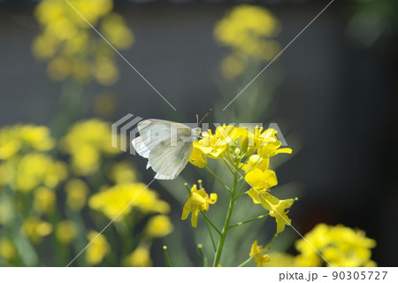 菜花30 90305727