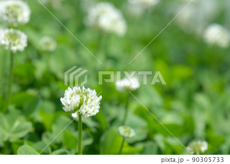 クローバー2 クローバー2 90305733