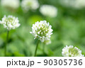 クローバー3 90305736