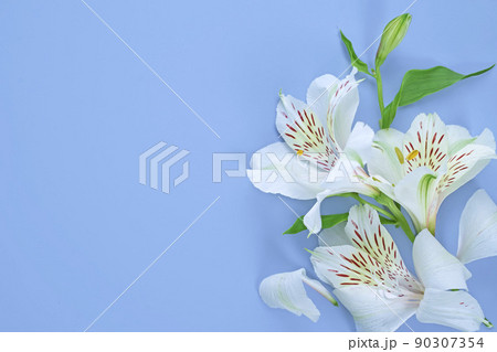 delicate floral background for congratulations, white lilies on blue 90307354