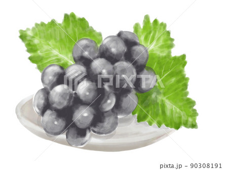 手描きのブドウ01_2 90308191