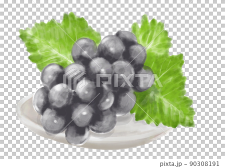 手描きのブドウ01_2 90308191