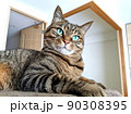 写真素材：キャットタワーから飼い主を見るネコの姿　キジトラ猫モカシリーズ 90308395