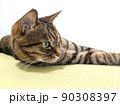 写真素材：新品の琉球畳の上でくつろぐネコの姿　キジトラ猫モカシリーズ 90308397