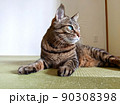 写真素材：経年劣化した琉球畳の上でくつろぐネコの姿　キジトラ猫モカシリーズ 90308398