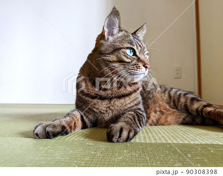 写真素材：経年劣化した琉球畳の上でくつろぐネコの姿　キジトラ猫モカシリーズ 90308398
