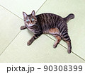 写真素材：新品の琉球畳の上でくつろぐネコの姿　キジトラ猫モカシリーズ 90308399