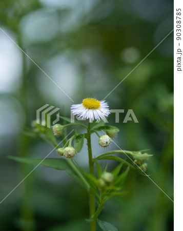 道端の雑草、ヒメジョオンの花 道端の雑草、ヒメジョオンの花 90308785