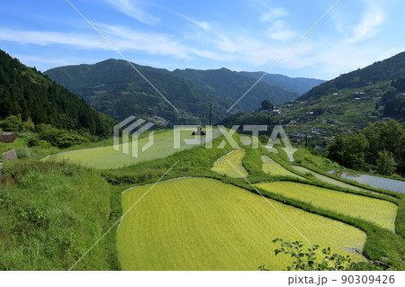 ヨウネの棚田 緑色の水田 (高知県 大豊町 八畝) ヨウネの棚田 緑色の水田 (高知県 大豊町 八畝) 90309426