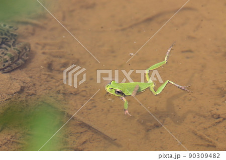 水田で漂うアマガエル　（高知県　本山町）	 90309482