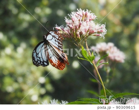 アサギマダラ アサギマダラ 90309615