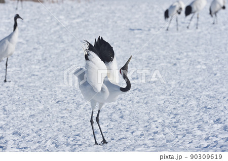 鳴いた後にポーズを決めるタンチョウ（北海道） 90309619