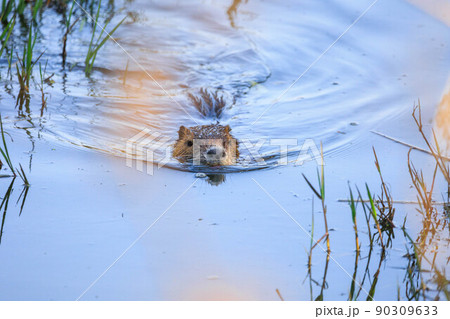 川を泳ぐヌートリア 川を泳ぐヌートリア 90309633
