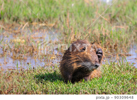 もぞもぞするヌートリア もぞもぞするヌートリア 90309648