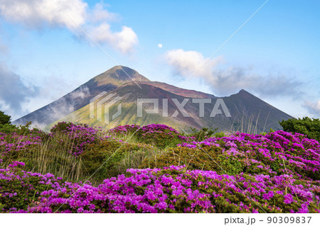霧島中岳自然探勝路のミヤマキリシマ  90309837
