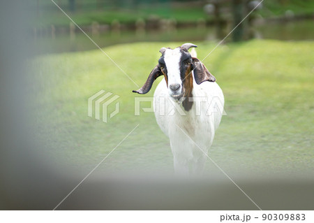Portrait of a Nubian goat 90309883