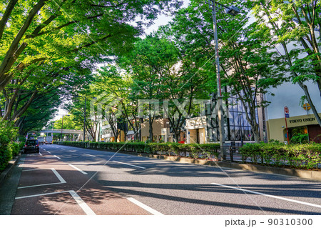 朝日を浴びる表参道のケヤキ並木(東京都渋谷区) 朝日を浴びる表参道のケヤキ並木(東京都渋谷区) 90310300